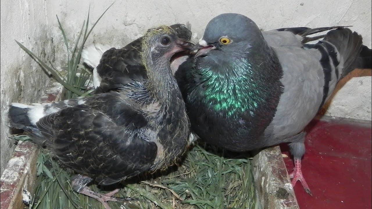 Как размножаются голуби: спаривание птиц и выведение потомства