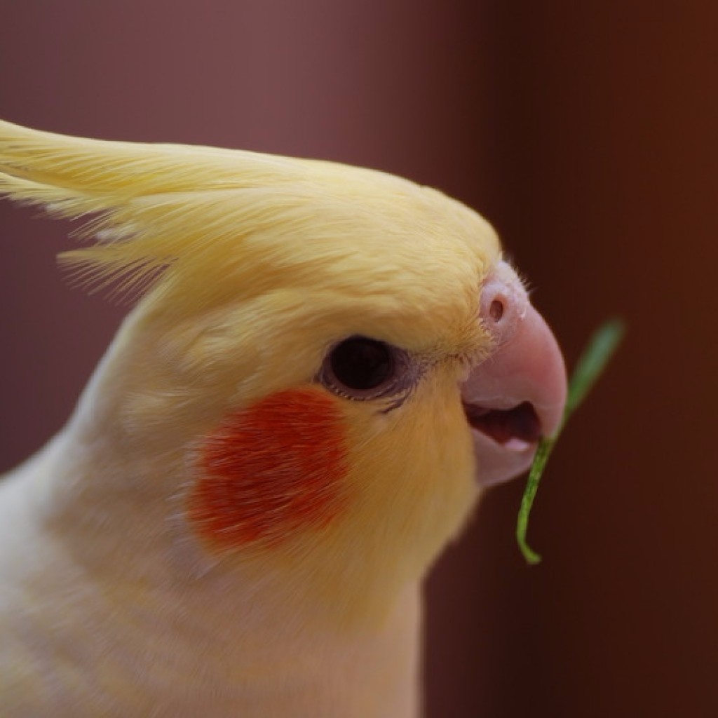 Существующие виды маленьких попугаев