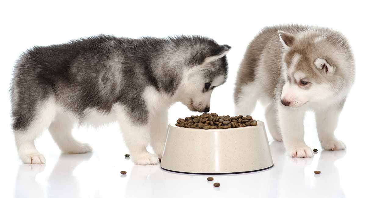 Кормление щенка хаски: количество, время и выбор корма