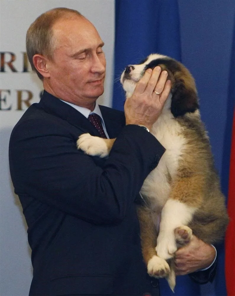 Собака порода президента путина: собаки владимира путина — фото и породы питомцев президента