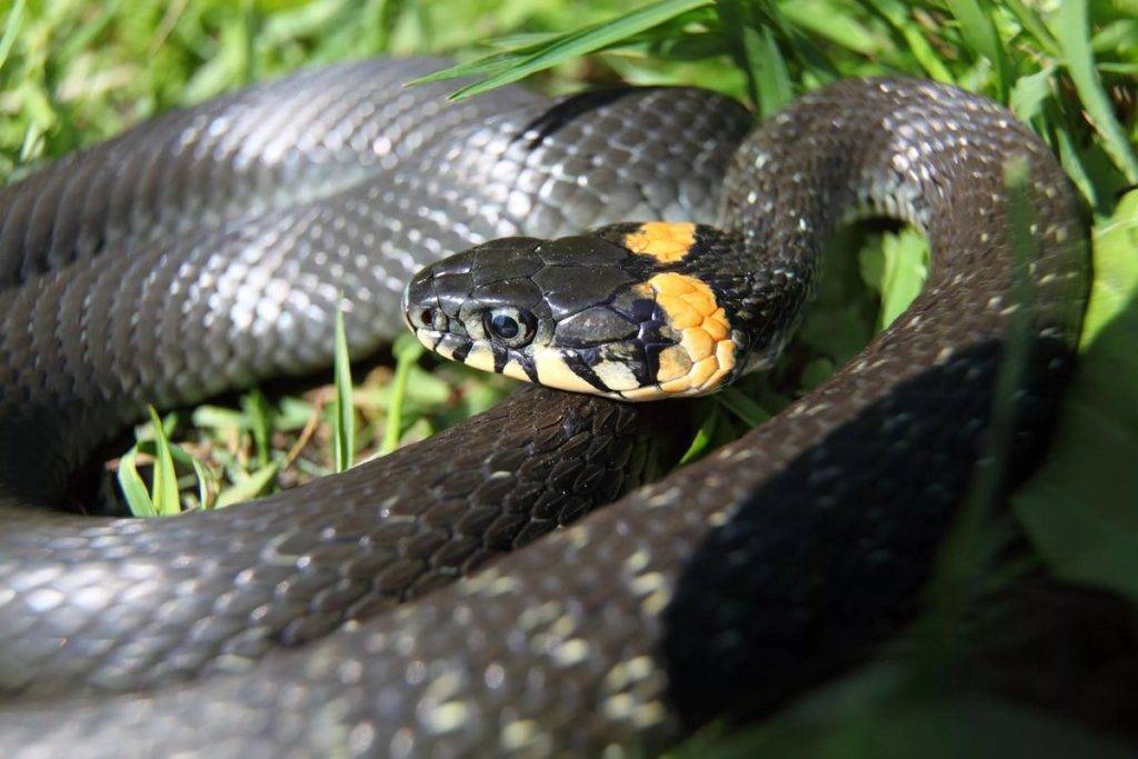 Какие виды змей обитают в наших лесах и что делать, если вас укусила змея