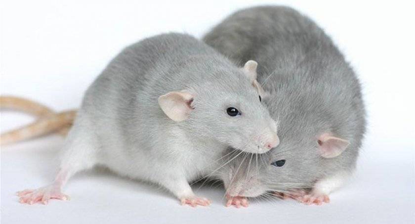 Размножение домашних крыс