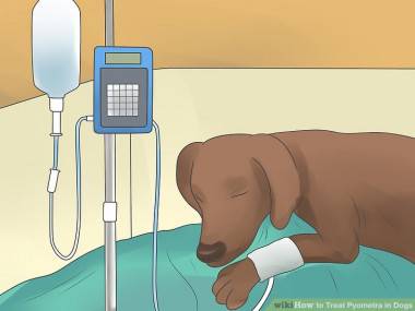 Пиометра у собак: симптомы и лечение в свао | ветеринарная клиника ирины оныщук