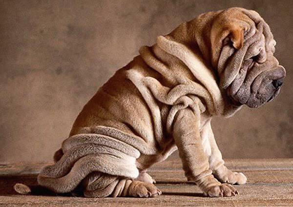 5 самых уродливых пород собак в мире