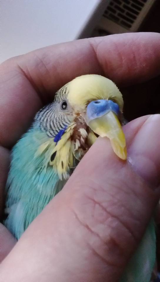 Секреты быстрого приручения волнистого попугая к рукам