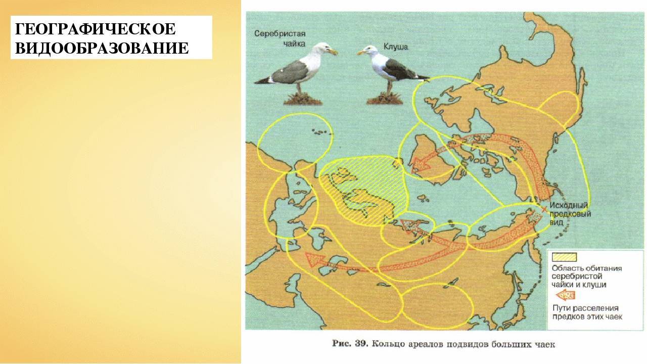 Барракуда – морская щука