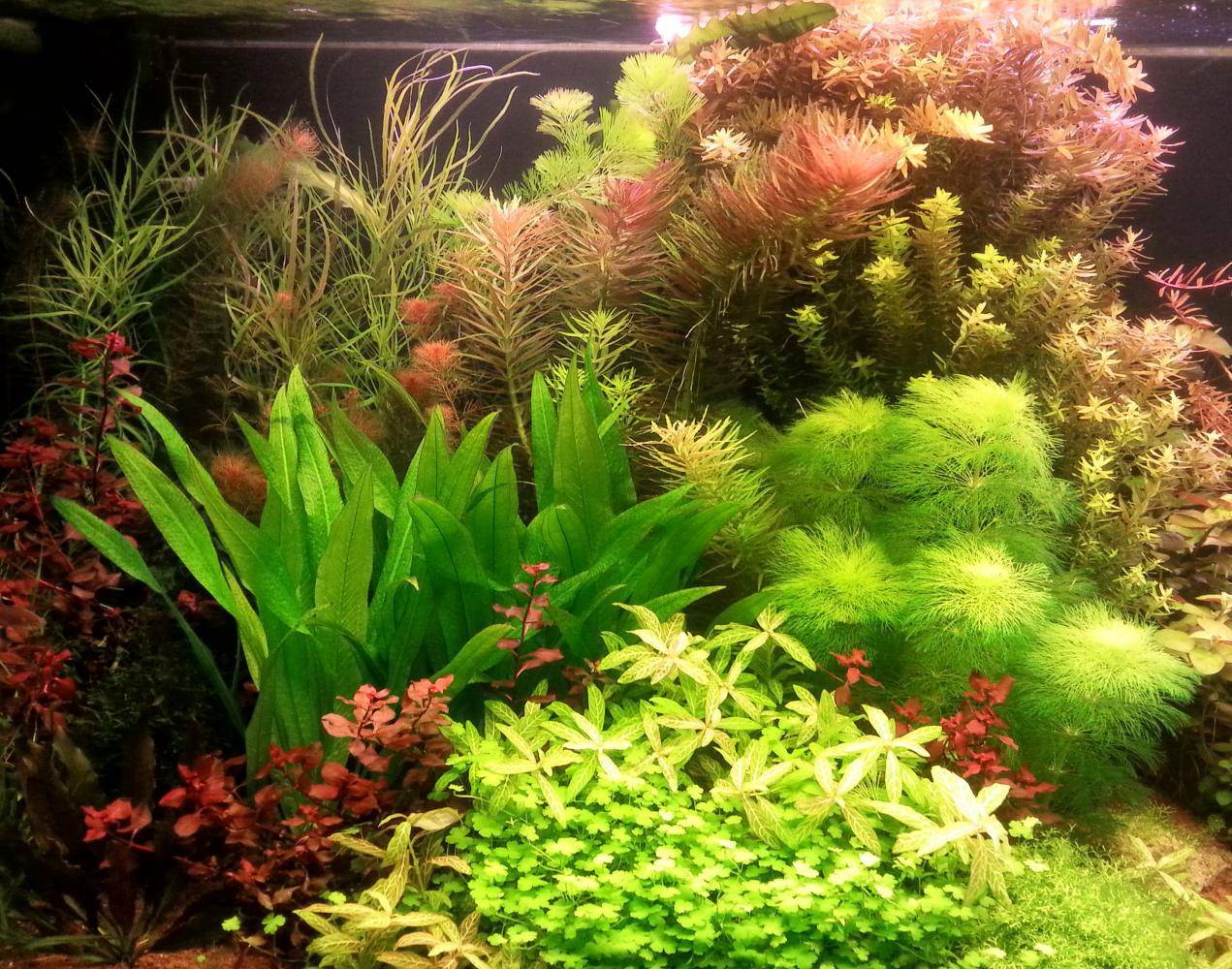 Растения в аквариум подходящие даже новичкам