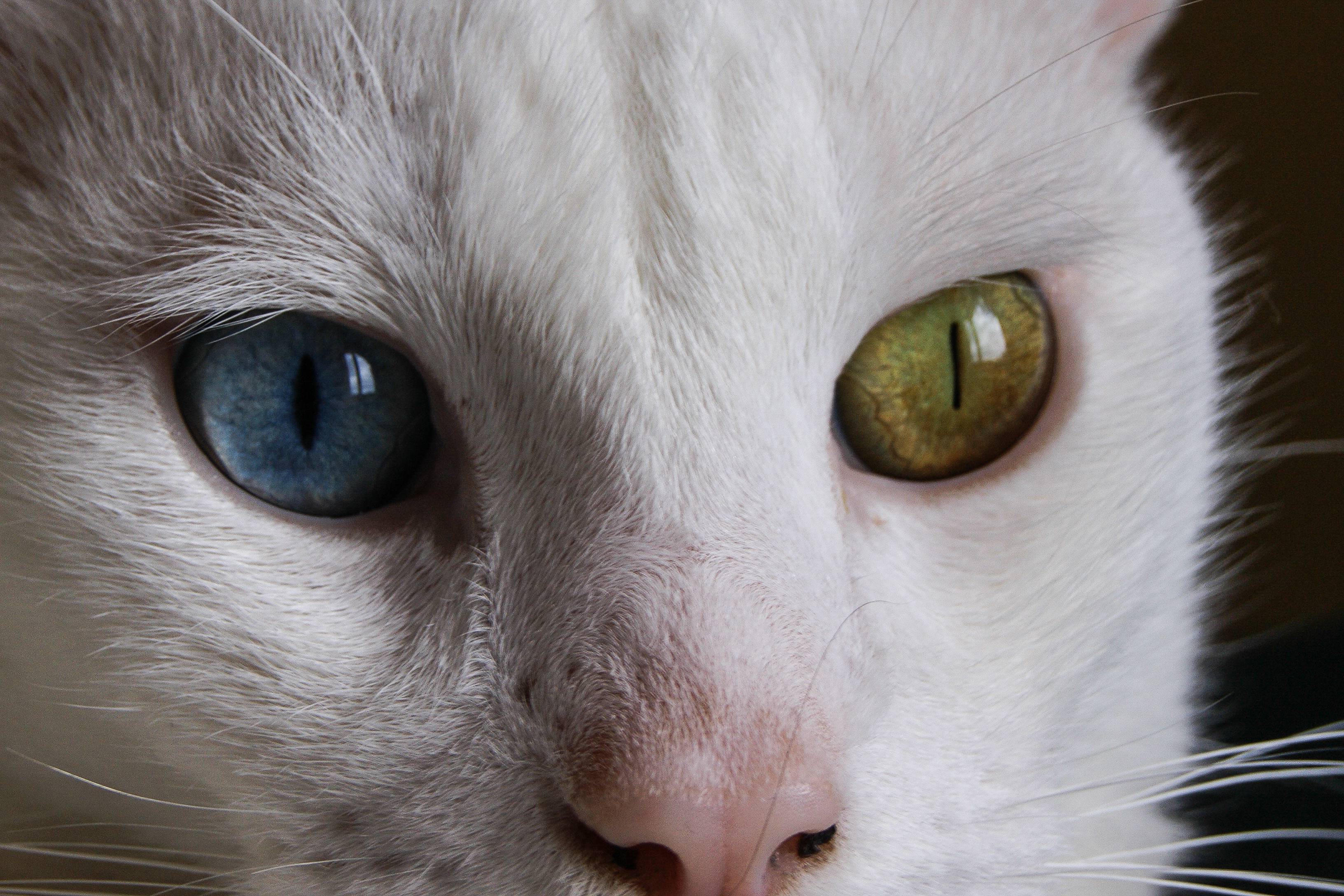 Почему у некоторых кошек разные глаза: причина гетерохромии и породы разноглазых котов – белых, черных, разноцветных