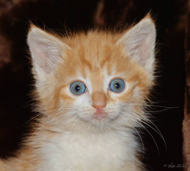 Решаем, как назвать рыжего котенка мальчика или девочку: перечень кличек