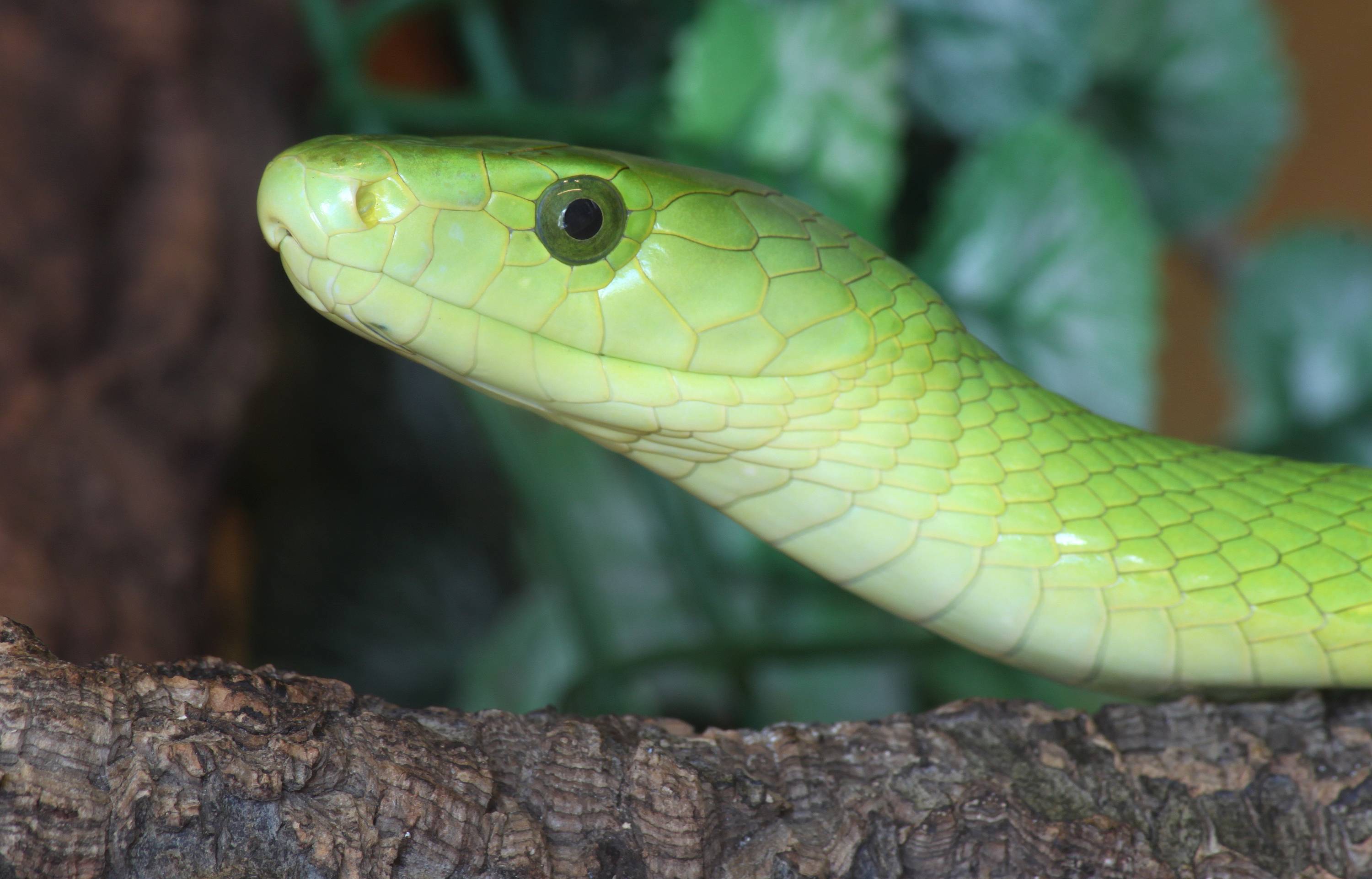 Зеленая змея — как выглядит, где живёт ядовитая рептилия с агрессивным характером