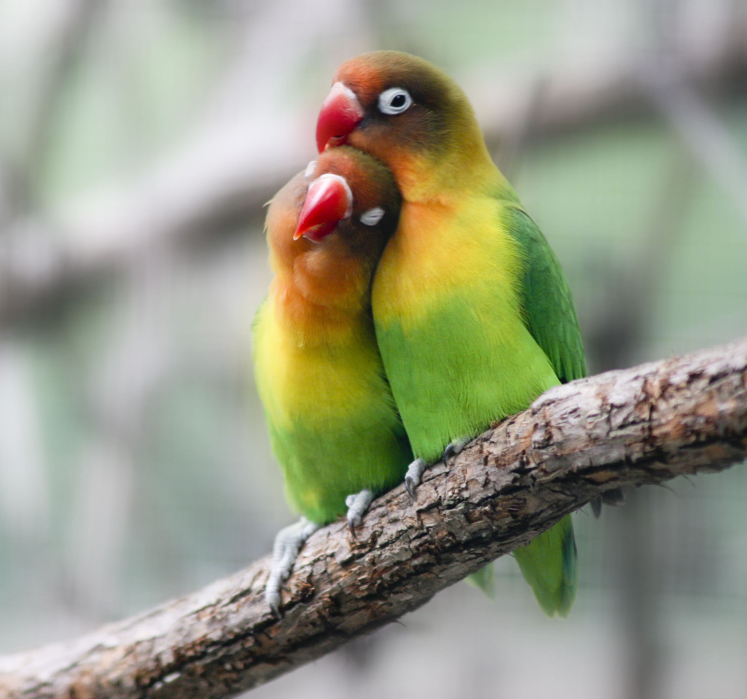 Описание разновидностей попугаев неразлучников