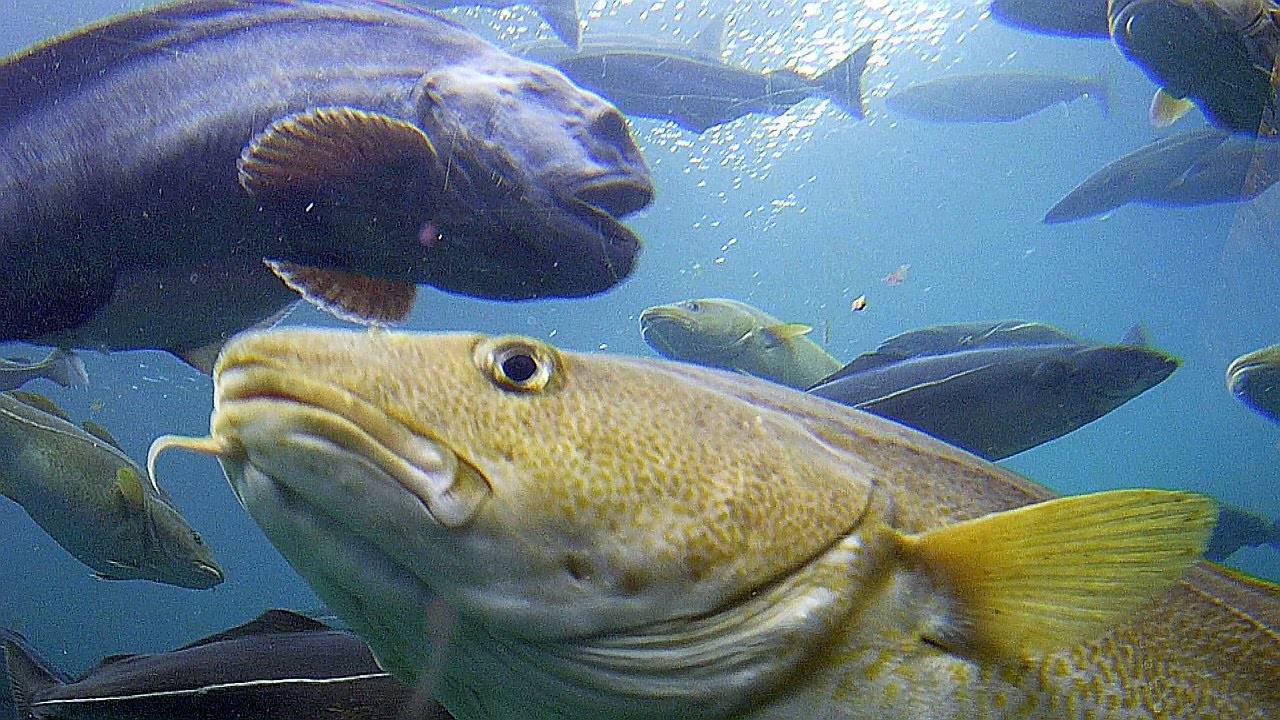 Меч-рыба – фото, описание, ареал, рацион, враги, популяция