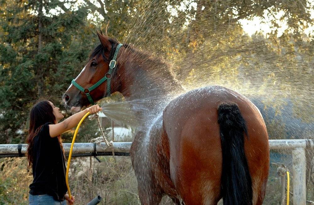 Уход за лошадью: правильный подход к животному и все, что нужно знать об этом