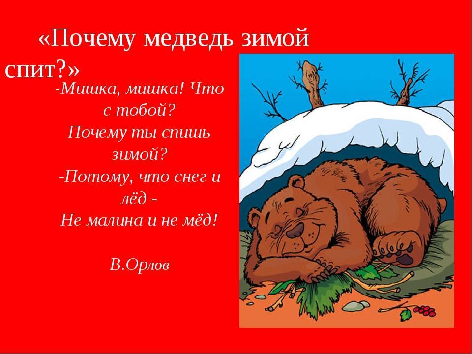 Занятие по музыке «почему медведь зимой спит». воспитателям детских садов, школьным учителям и педагогам - маам.ру
