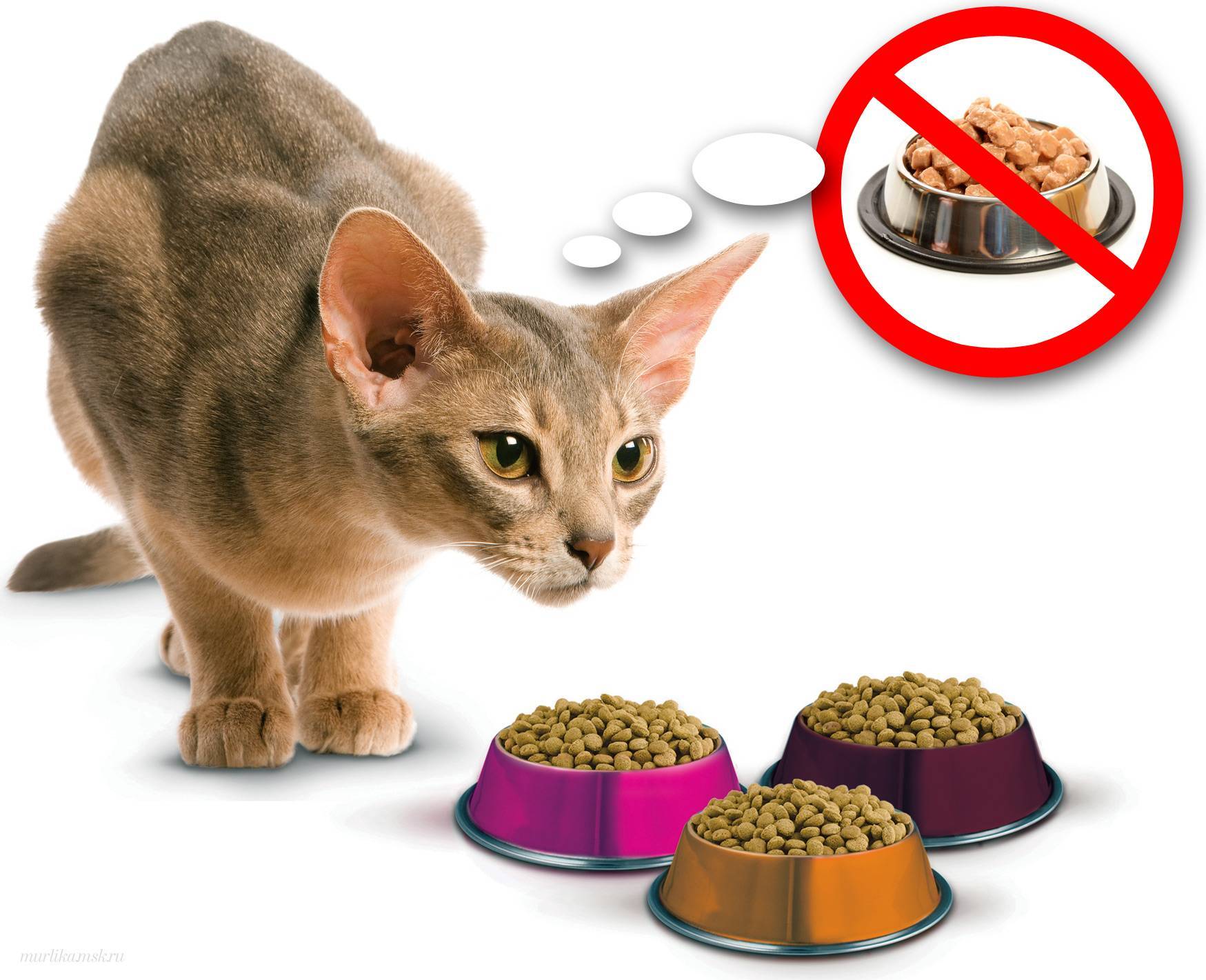 Кормите питомцев правильно: полезен ли корм для кошек?