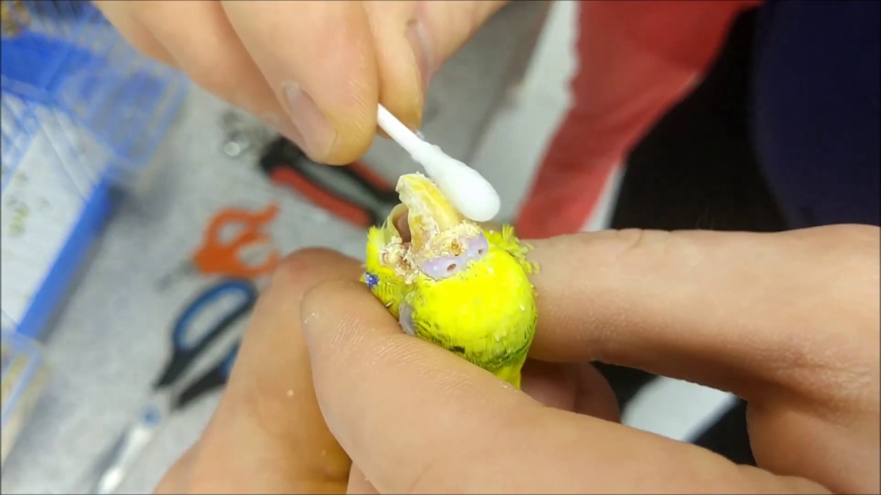 [новое исследование] как подстричь клюв волнистому попугаю, неразлучнику, корелле, жако: лучше обрезать или подточить