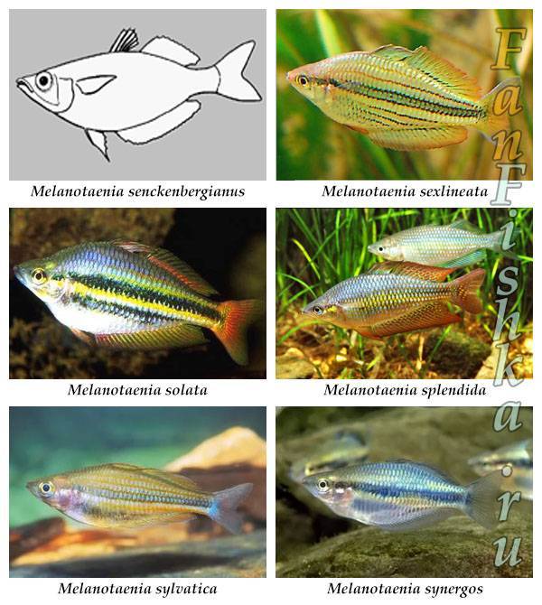 Рыбки радужницы: правила содержания, внешние характеристики, питание и размножение