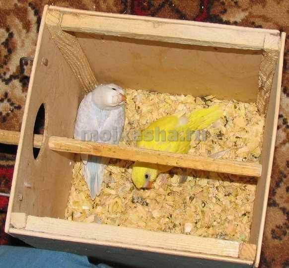 Гнезда для попугаев волнистых: собенности выбора, как сделать