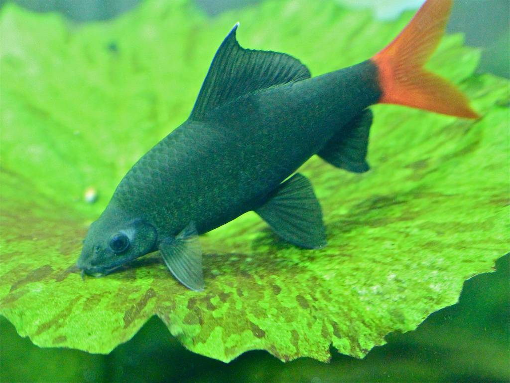 Рыбки лабео совместимость - лабео (уход, кормление, размножение, виды, совместимость)