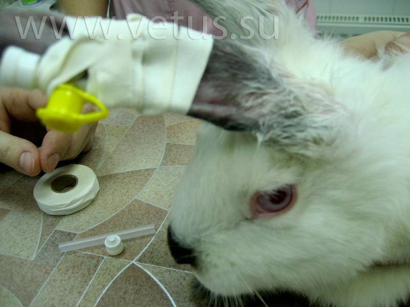 Что делать, если у кролика понос: причины и способы лечения