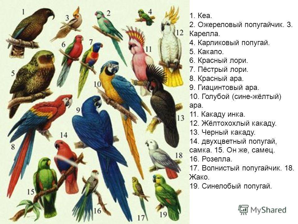 Маленькие попугайчики: виды пород с фото, какую птицу выбрать