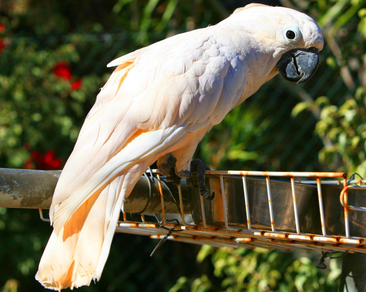 Попугай какаду описание, особенности, виды, характер
