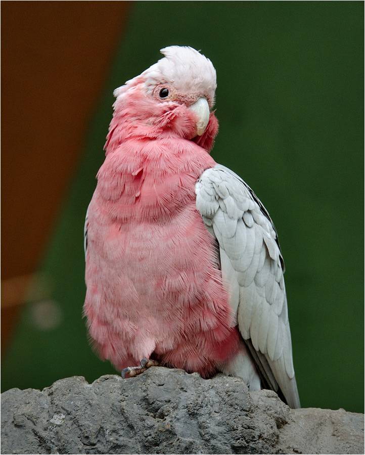 ? попугай какаду: внешний вид, описание, разновидности