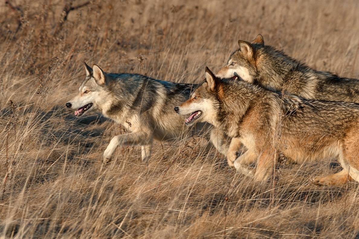 Как волк охотится? чем питается волк? особенности охоты на крупную и мелкую дичь, волчья охота стаей | новости кирова и кировской области | про город киров