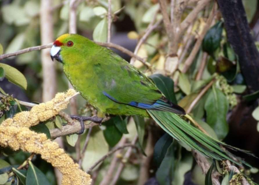 Какарик попугай: описание, содержание в домашних условиях