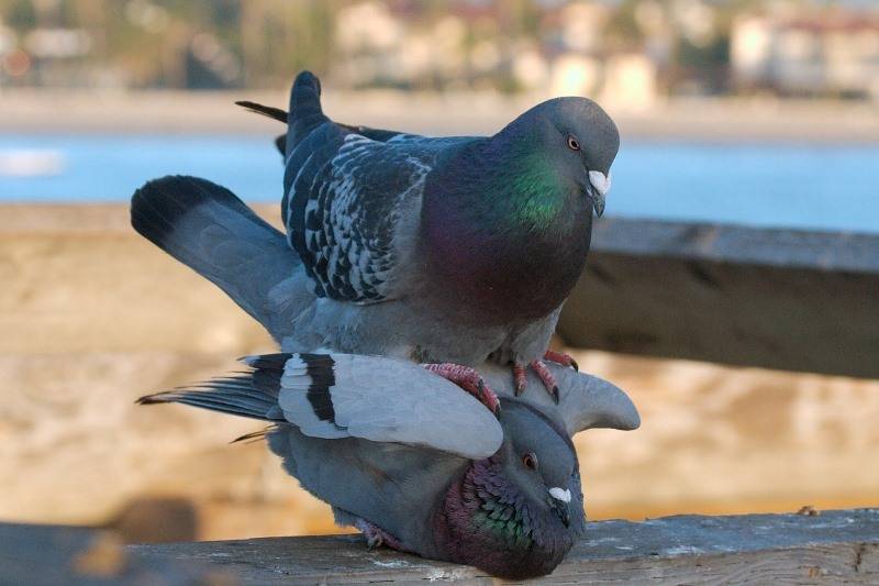 Как размножаются голуби: процесс спаривания и видео
как размножаются голуби: процесс спаривания и видео