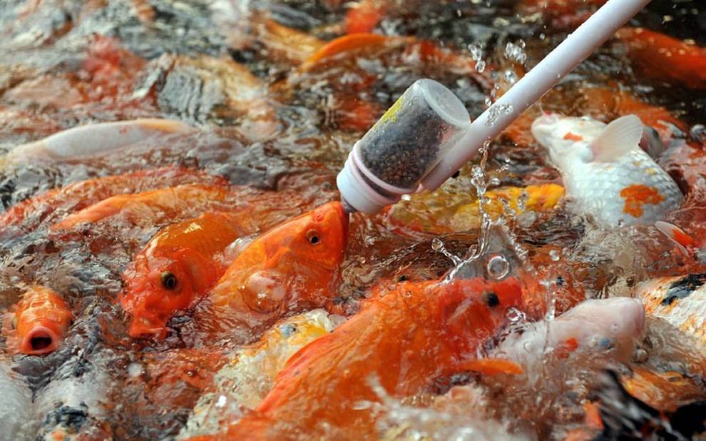Чем и как правильно кормить рыбок? | кормление рыб | ptichka.net - домашние питомцы
