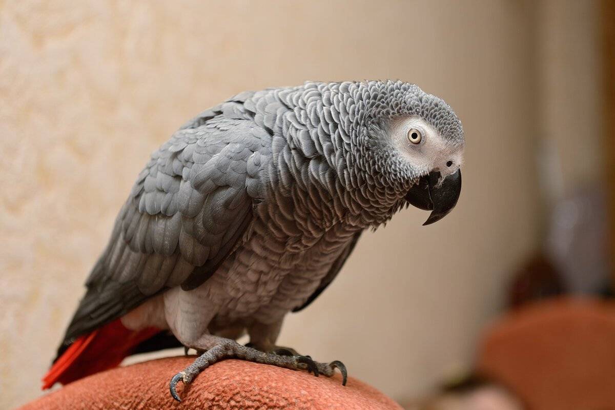 Попугай жако: содержание в домашних условиях