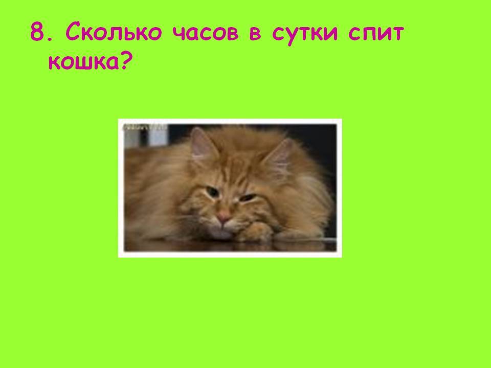 Сколько часов спят кошки в сутки — pet-mir.ru