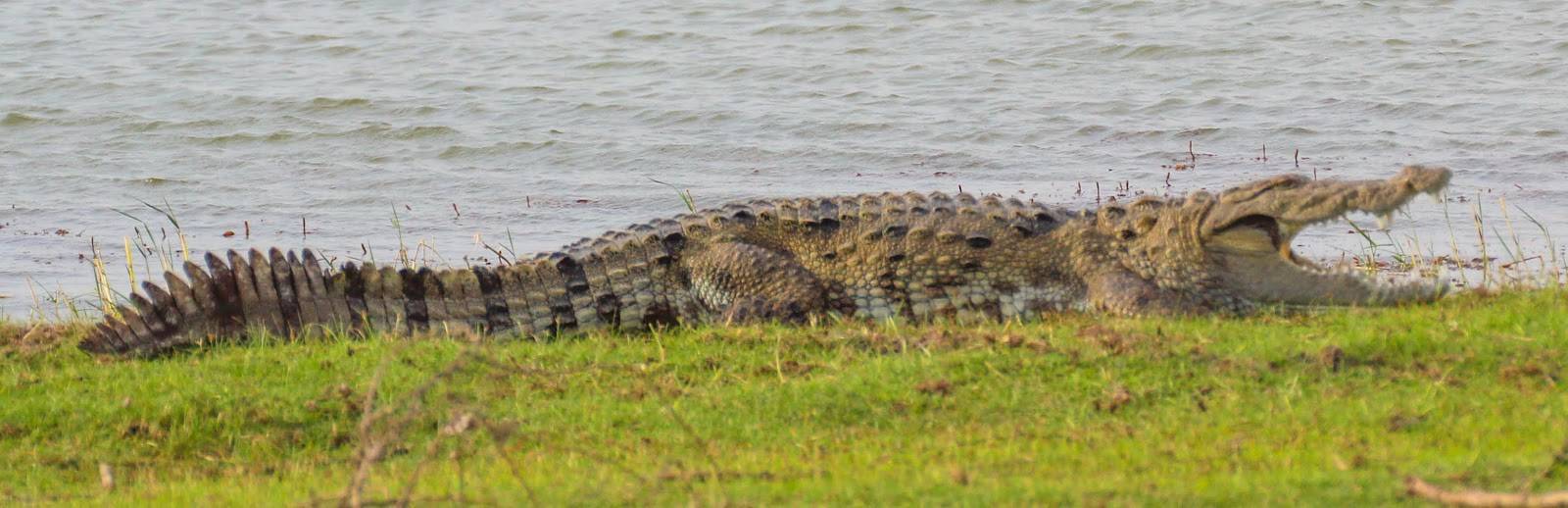 Гребнистый крокодил  фото, описание, ареал, питание, враги 
 > все о живой природе