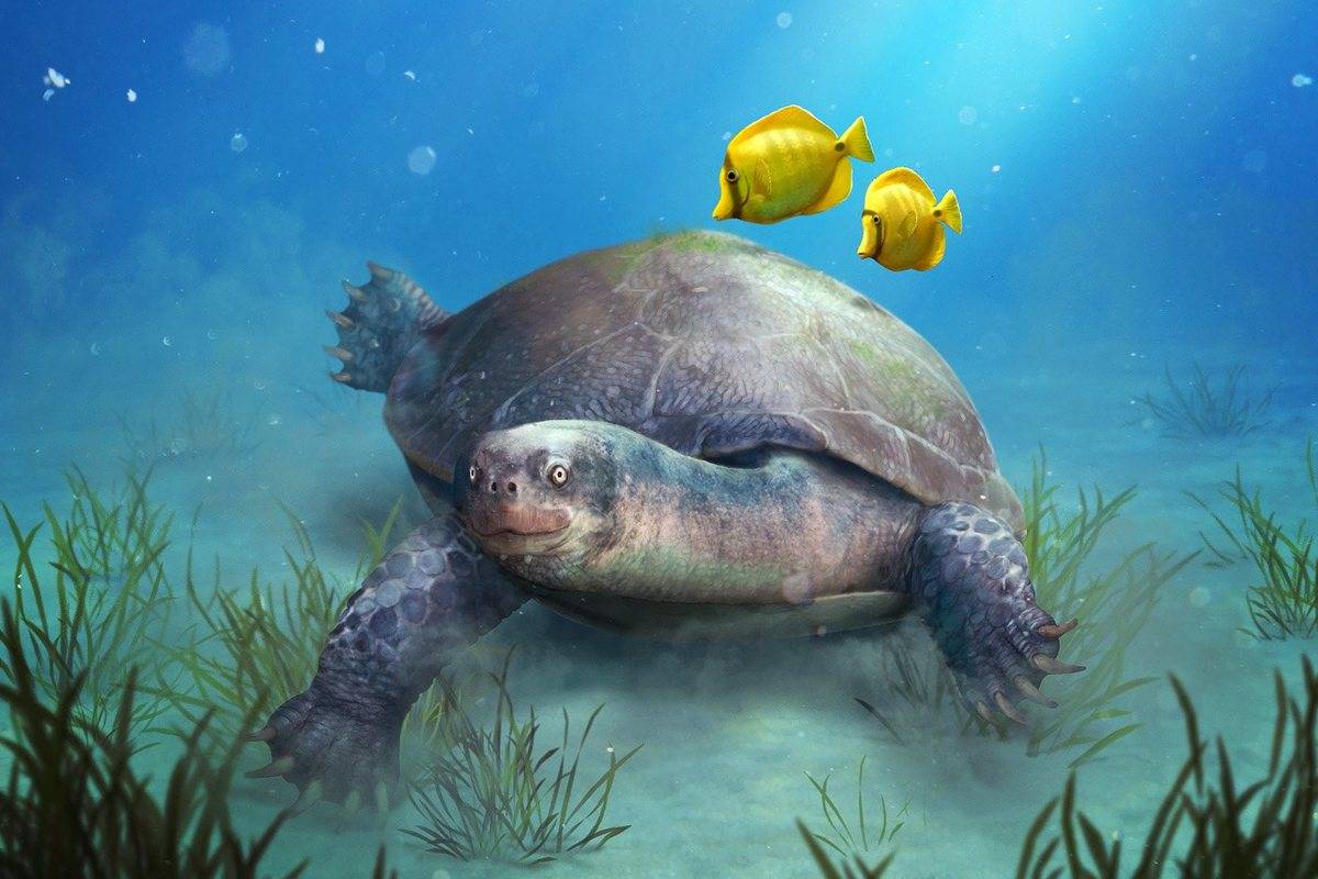 Кожистая черепаха: описание, ареал обитания, образ жизни, интересные факты