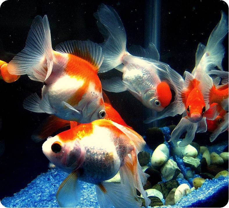 10 самых неприхотливых рыбок для маленького аквариума