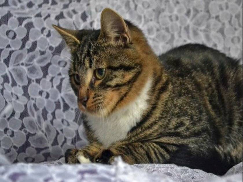Европейская короткошерстная (кельтская) кошка: описание породы, фото