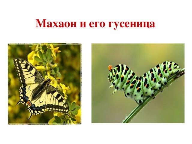 Готовый короткий рассказ о бабочке махаон. бабочка махаон: описание и среда обитания.
