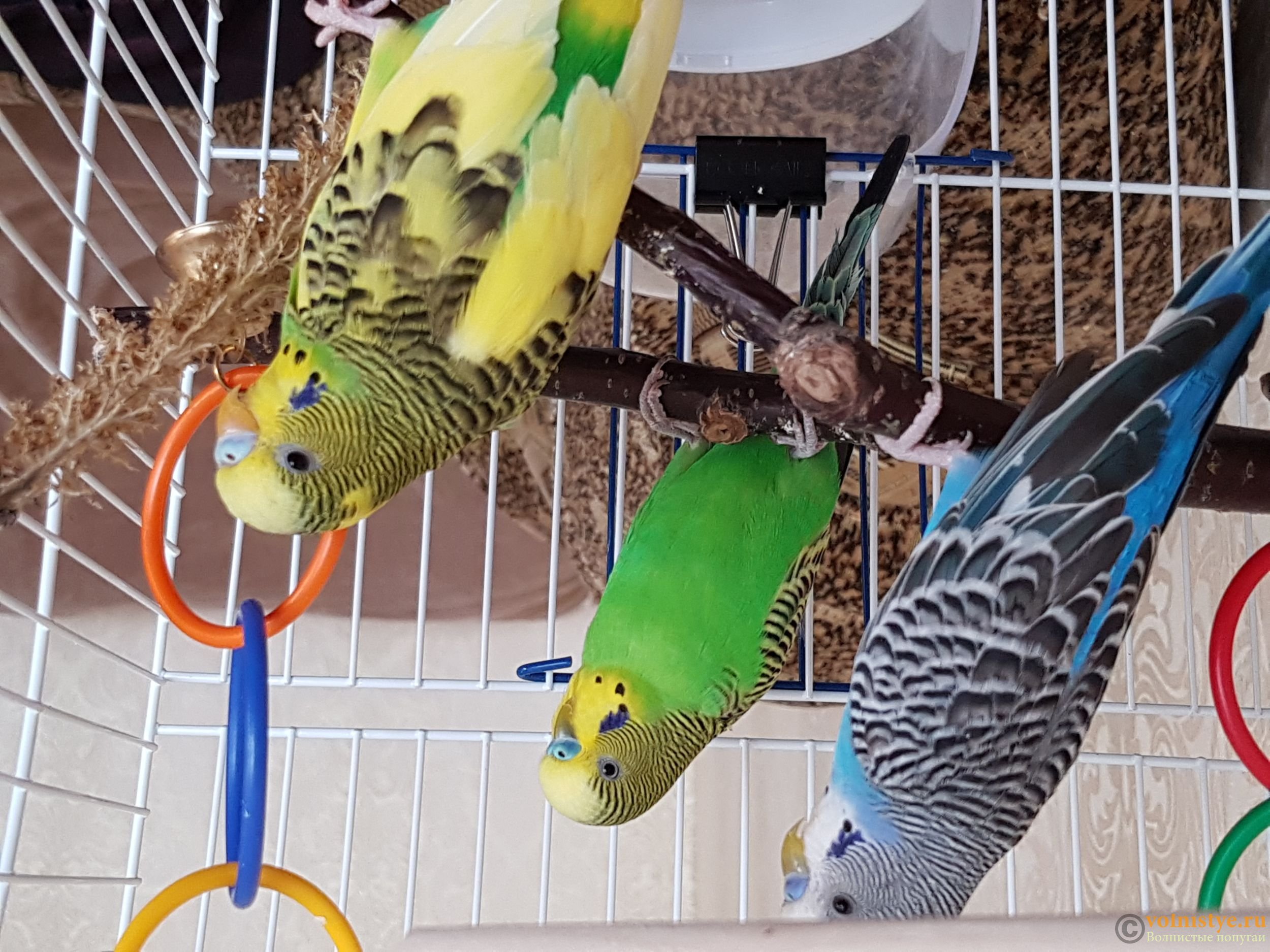 Правильные имена для волнистых попугаев мальчиков и девочек