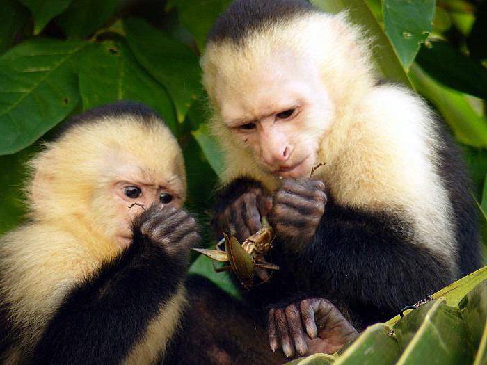 7 видов обезьян, которых содержат в качестве домашних животных