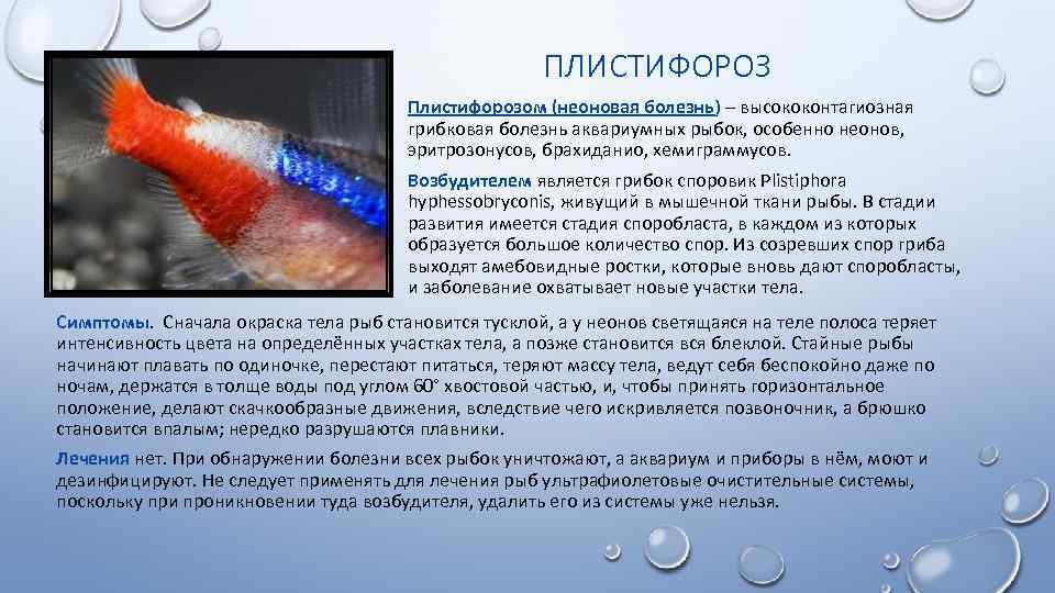Болезни аквариумных рыб: 31 самых популярных основных заболеваний, симптомы, лечение, диагностика, заразные, незаразные - kotiko.ru