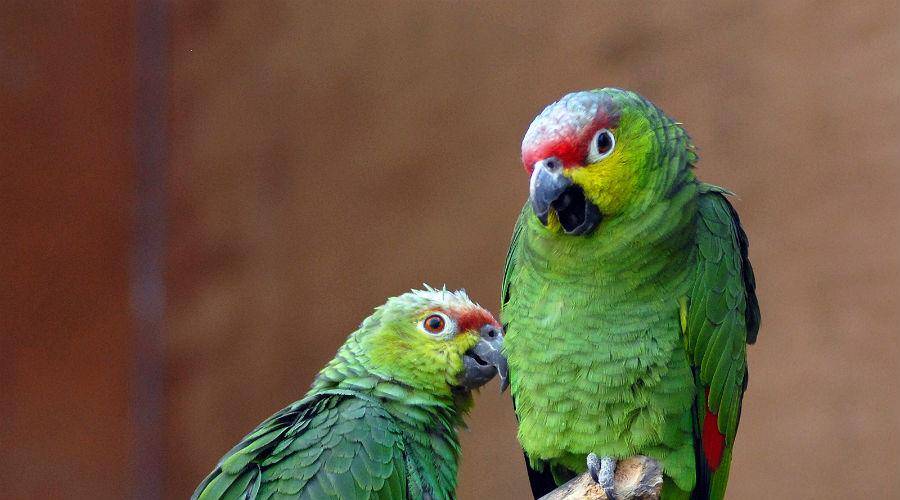 Амазонские попугаи - попугаеобразные | некоммерческий учебно-познавательный интернет-портал зоогалактика