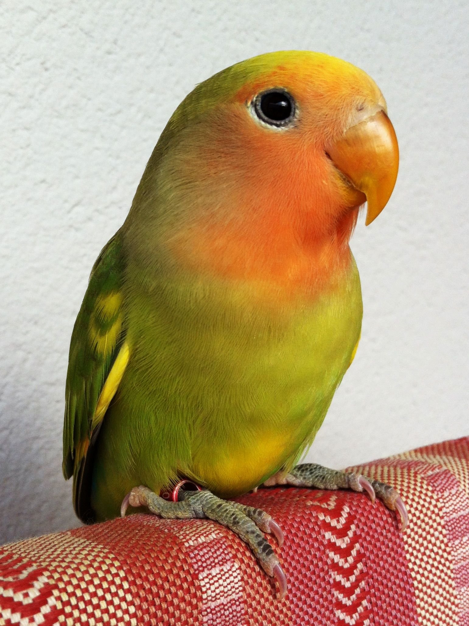 Породы и разновидности домашних попугаев | энциклопедия домашних животных