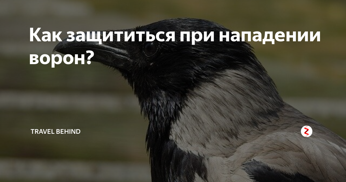 Почему вороны нападают на людей: причины и методы борьбы с агрессией птиц