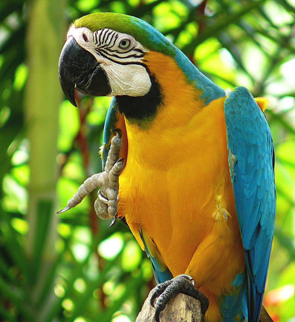 Самые интересные факты о попугаях | vivareit