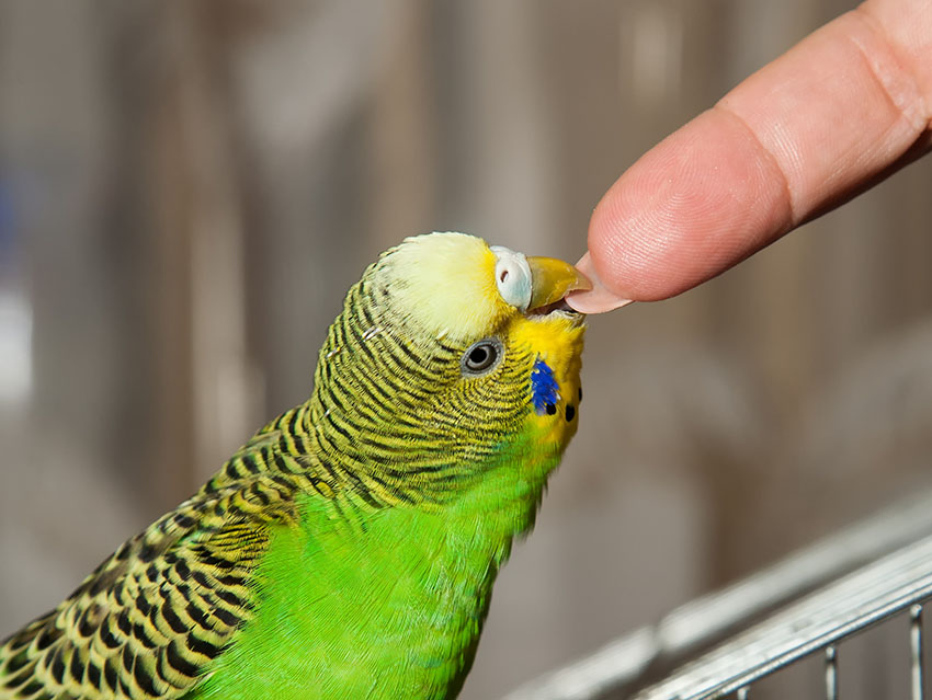 Попугай стал кусаться — как унять приступы агрессии?