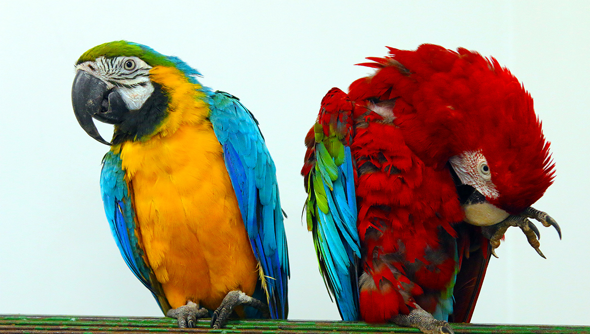ᐉ самые дорогие попугаи в мире топ 10 - фото и описание - zoovet24.ru