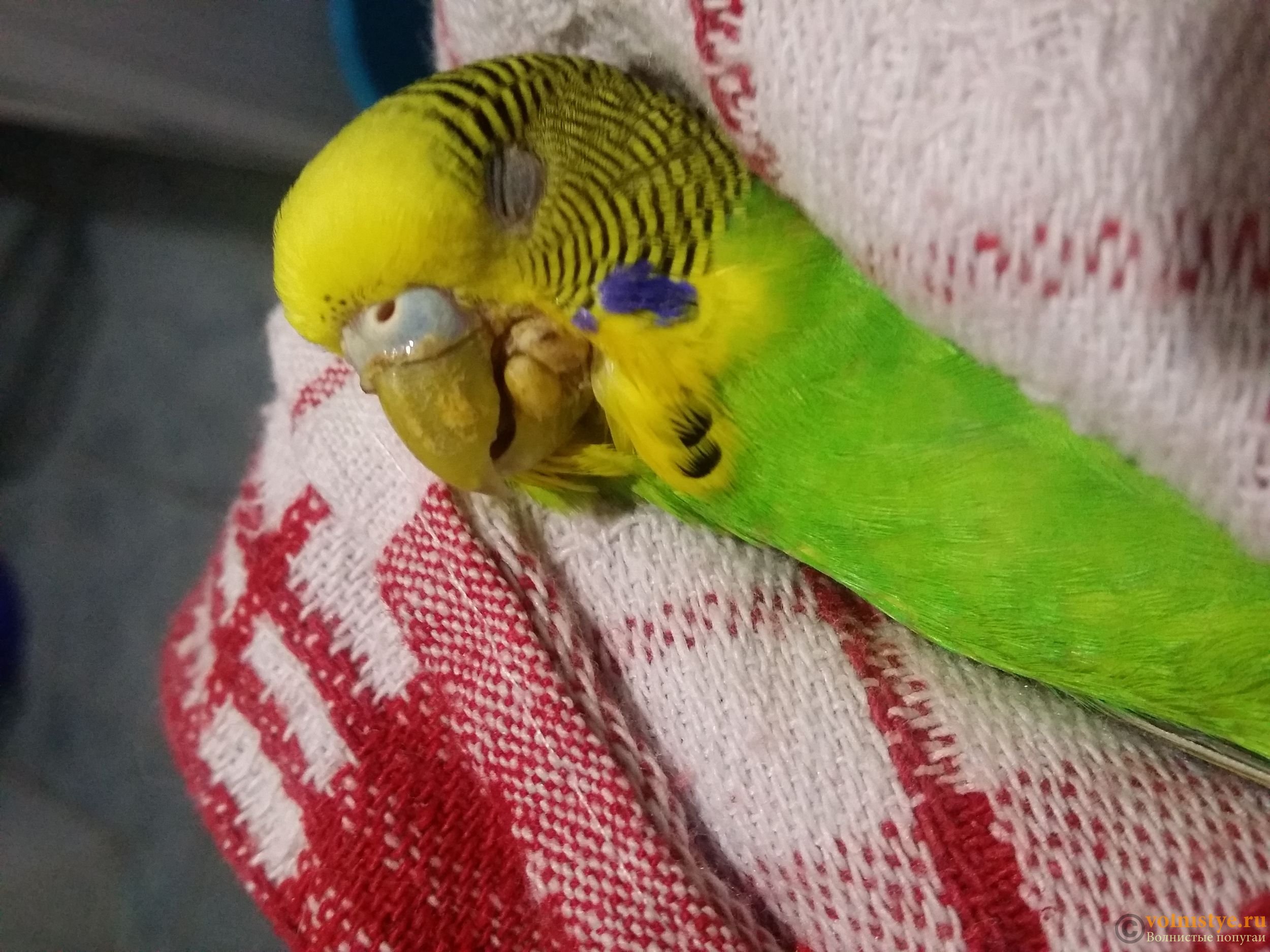 Как спят волнистые попугаи в клетке