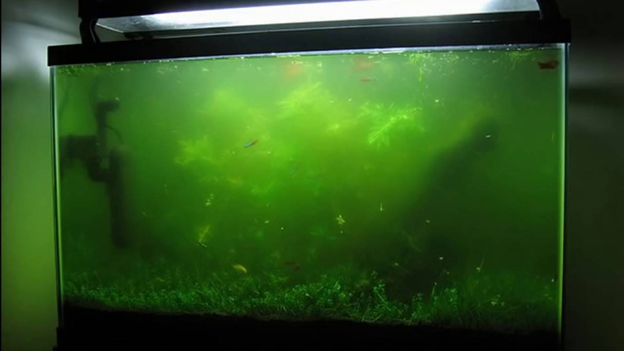 В аквариуме желтеет вода: почему и что делать