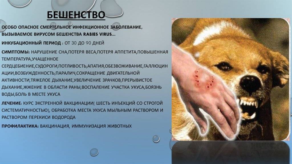 12 самых опасных болезней собак: признаки, симптомы и лечение - kotiko.ru